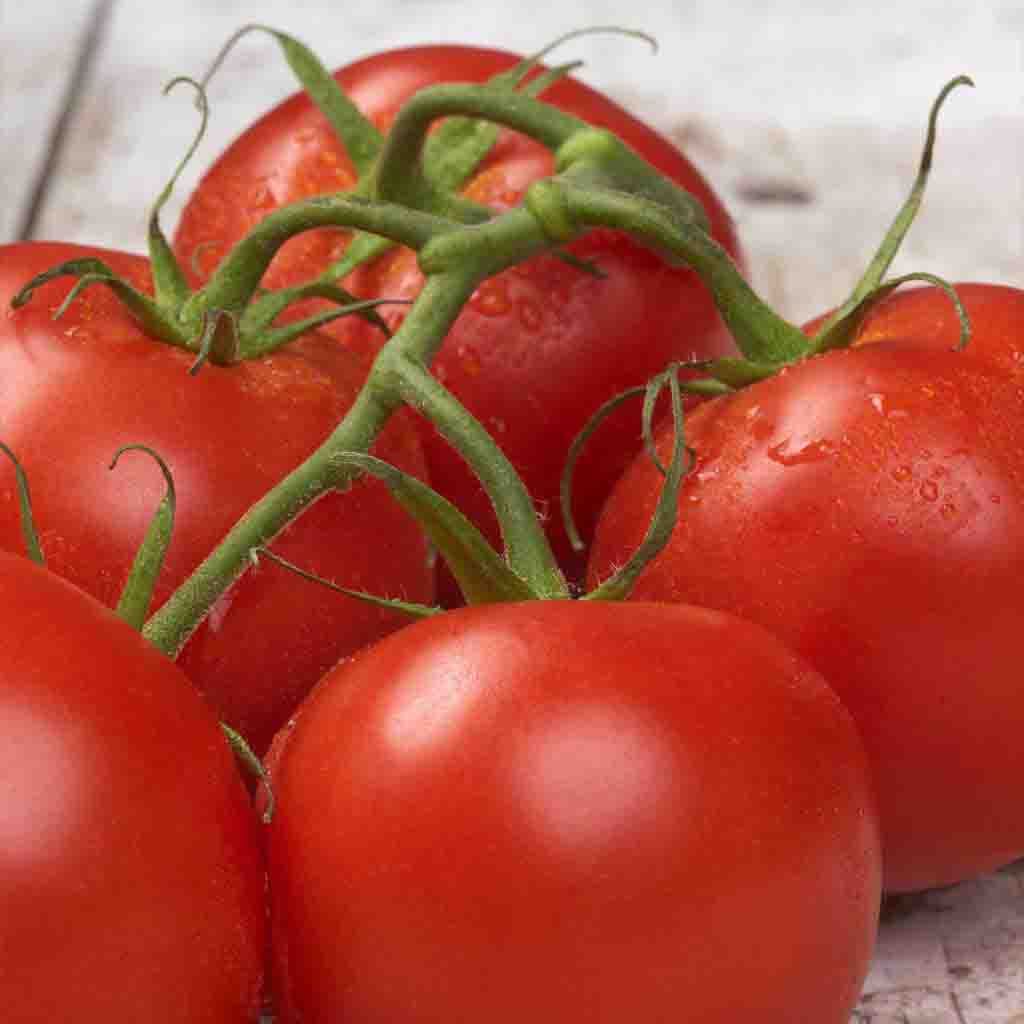 Better Boy Hybrid Tomato seeds from Ferry Morse, close-up of these beautifully deep red, round fruits freshly pulled from the vine.